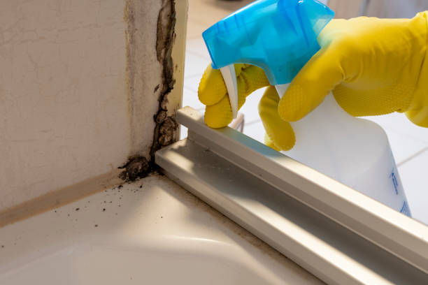 Best Residential Mold Remediation in Ore City, TX