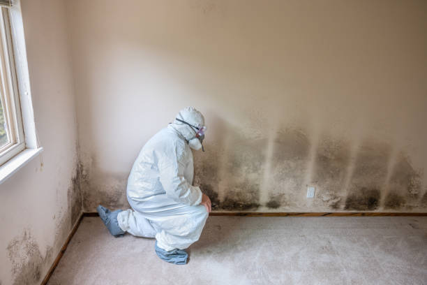 Best Emergency Mold Remediation in Ore City, TX