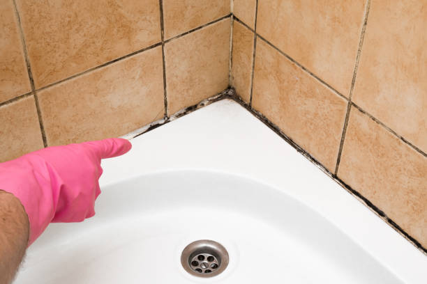 Best Basement Mold Remediation in Ore City, TX